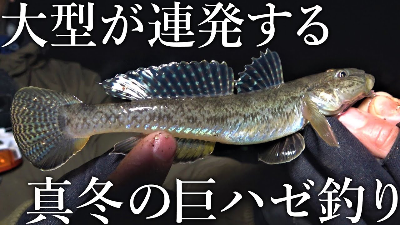 【大型のハゼが入れ食い！】オールダイソー釣具でできる真冬のちょい投げ落ちハゼ釣りが楽しすぎました