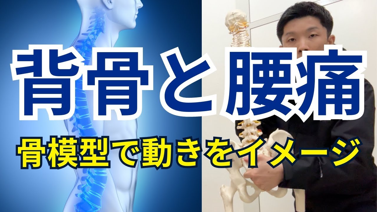 【背骨の仕組み＆慢性腰痛を骨模型でイメージ化】慢性的な腰痛が治らない理由はコレ！「背骨の動きのシステム」について理学療法士が理論的に徹底解説！【愛媛県松山市　痛み・姿勢・歪み】