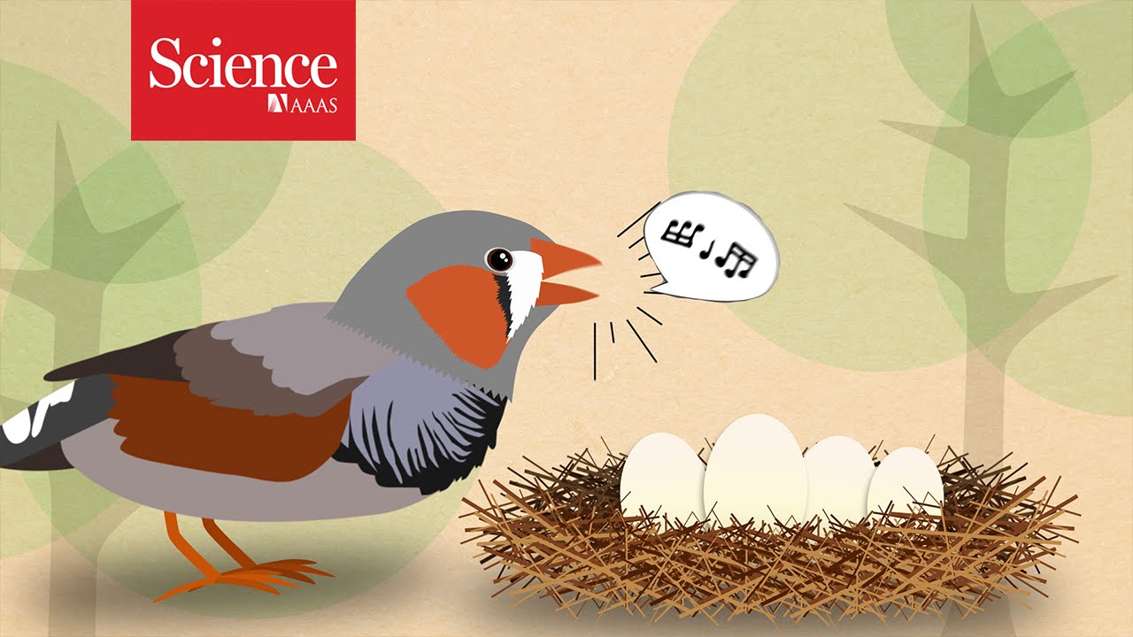 Zebra finch parents tell eggs: It's hot outside