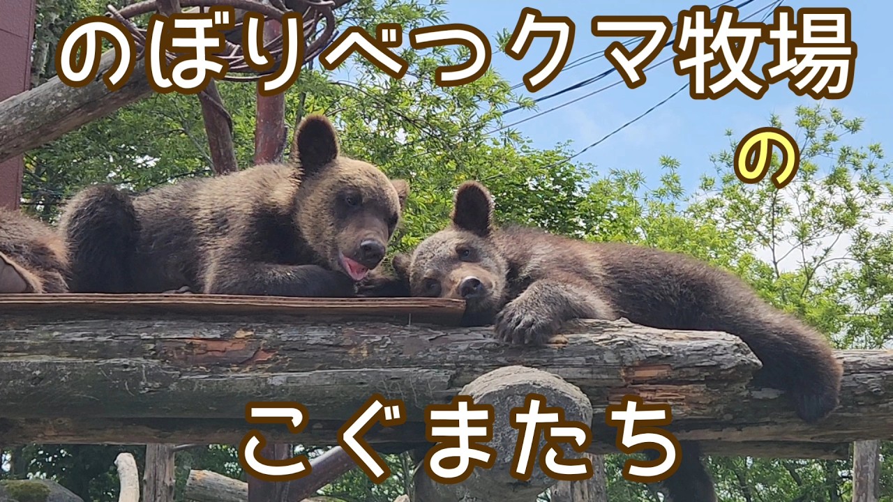 こぐまさん大きくなった？【のぼりべつクマ牧場】