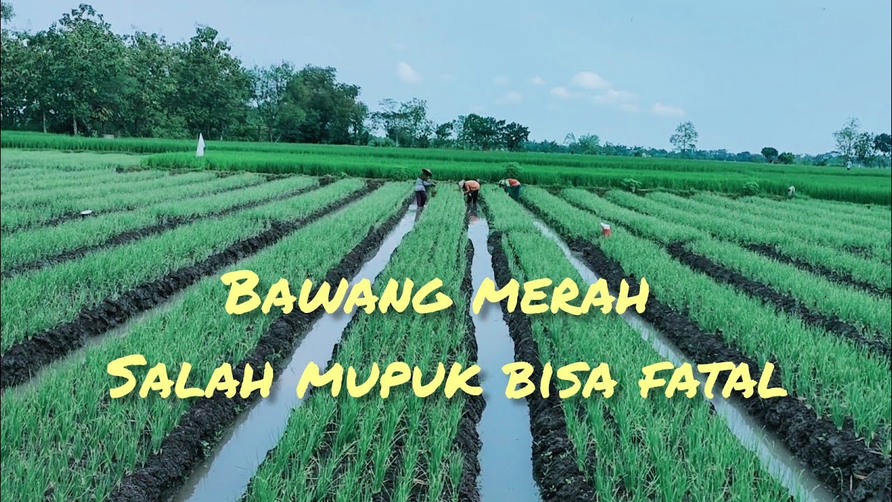 AWAS!!! TANAMAN BAWANG MERAH SALAH APLIKASI PUPUK BISA FATAL