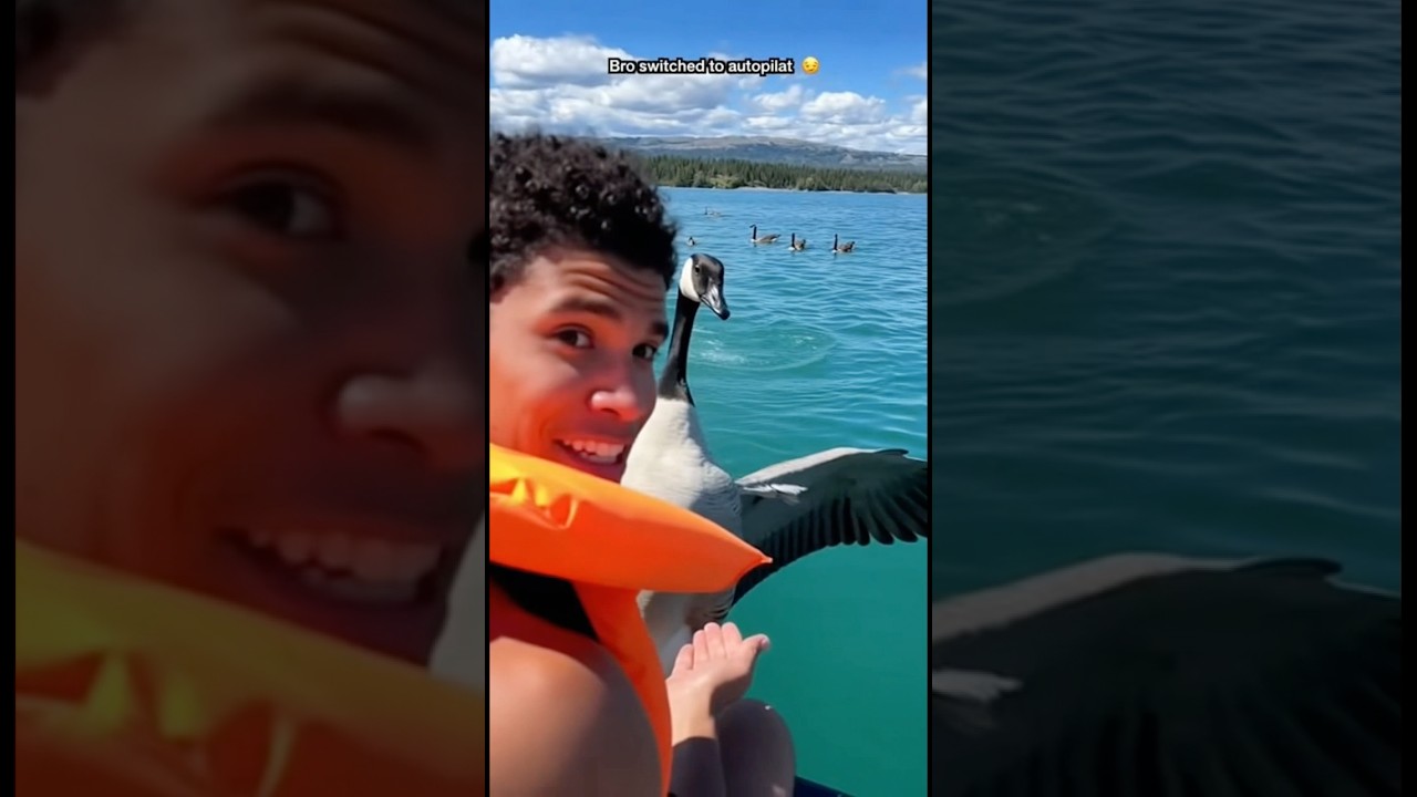 Goose Lands on Tourist&rsquo;s Hands 🪿😂 | #FunnyAnimals #GooseVideo #autopilotmode