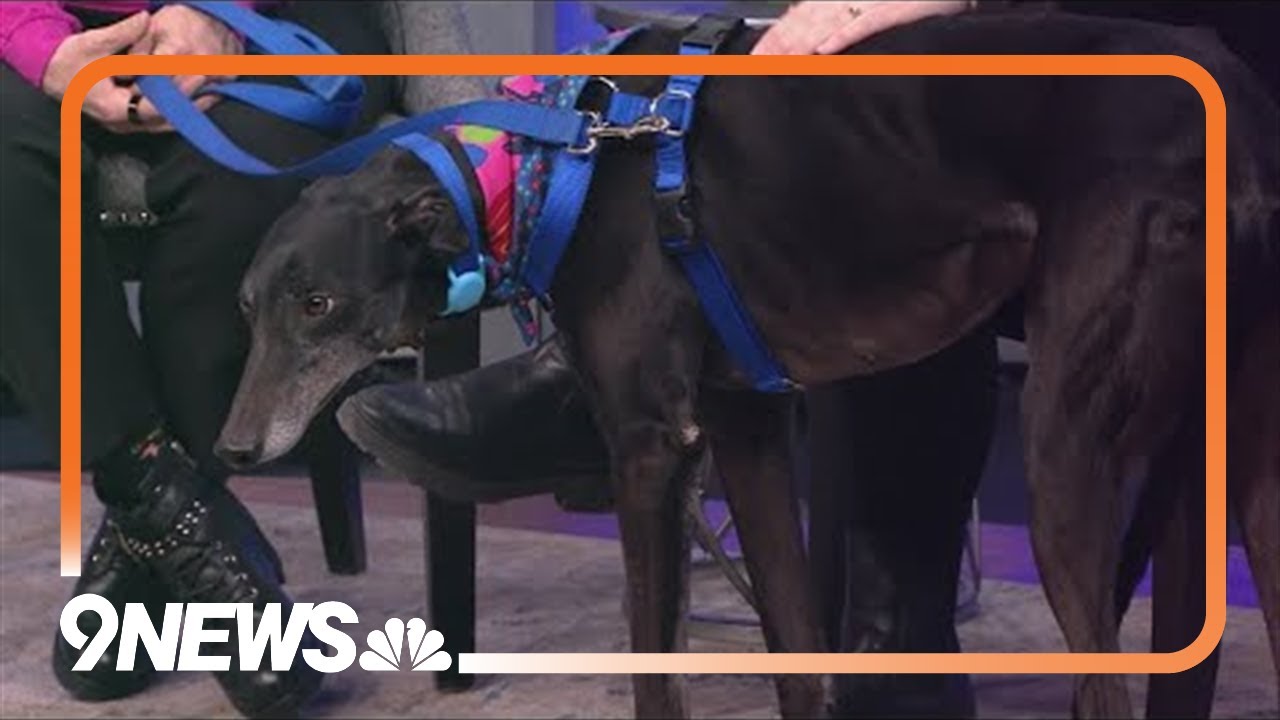 Petline9 | Sweet greyhound needs a forever home