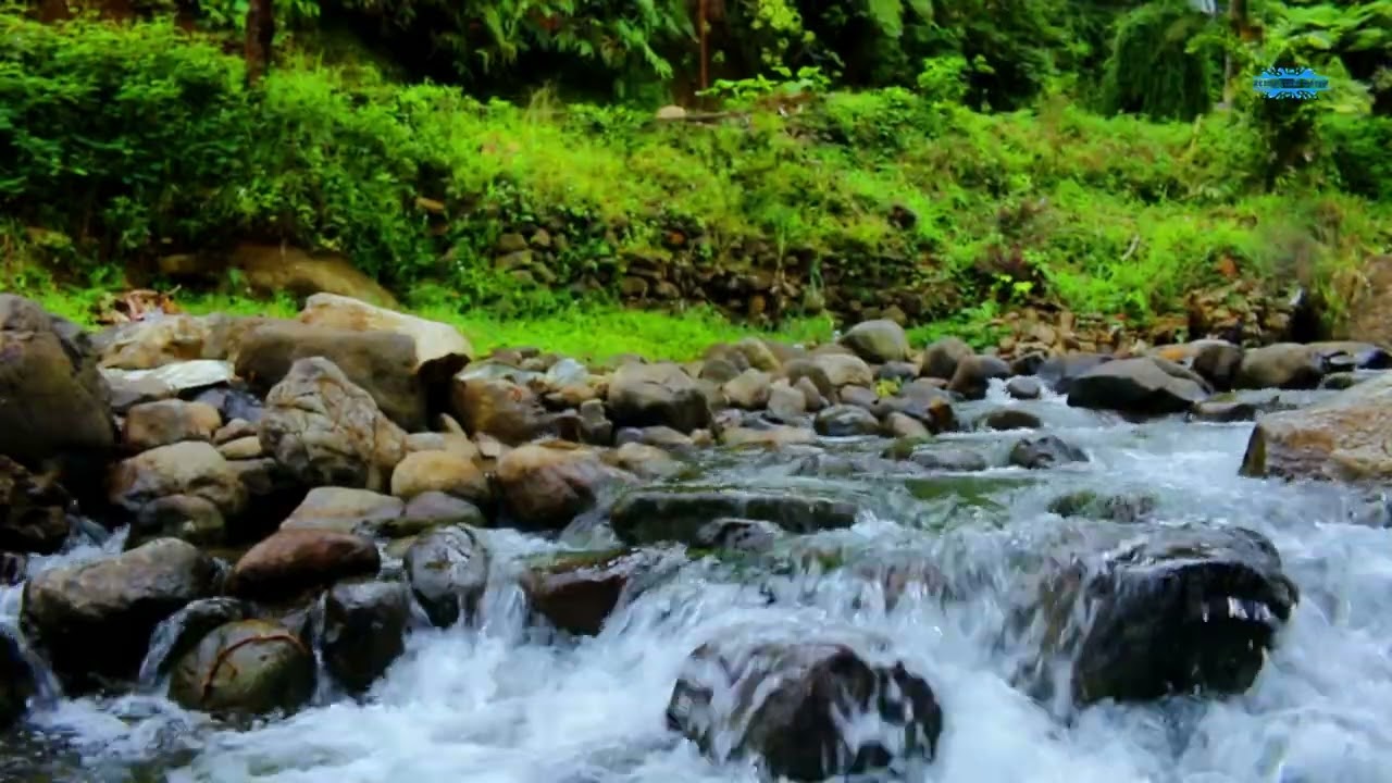 Serene River in the Forest  Birds Singing Nature ASMR 🐦🍃