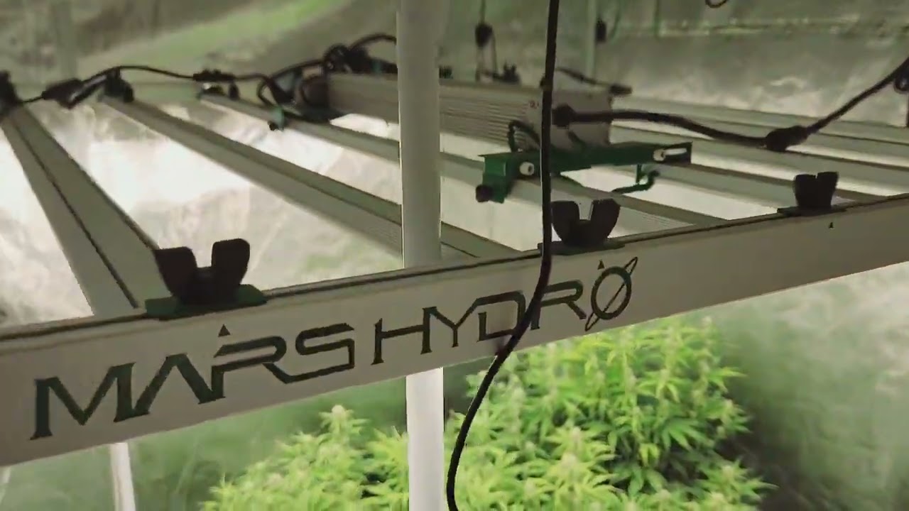 Autoflower Sea Of Green.  2 Weeks In Flower.  Power Outages Update #MarsHydro