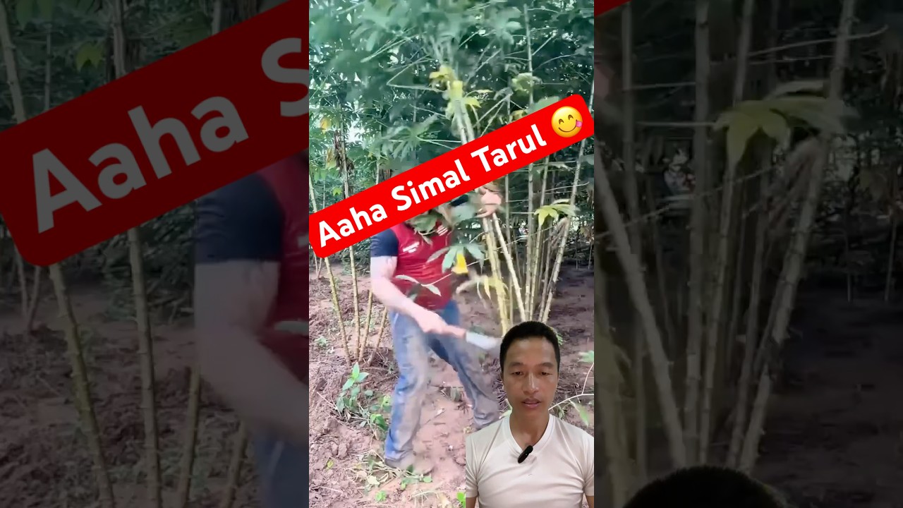 Yasto Mitho Simal Tarul #satisfying #food #farming #agriculture #villagelife #viralvideo #shorts