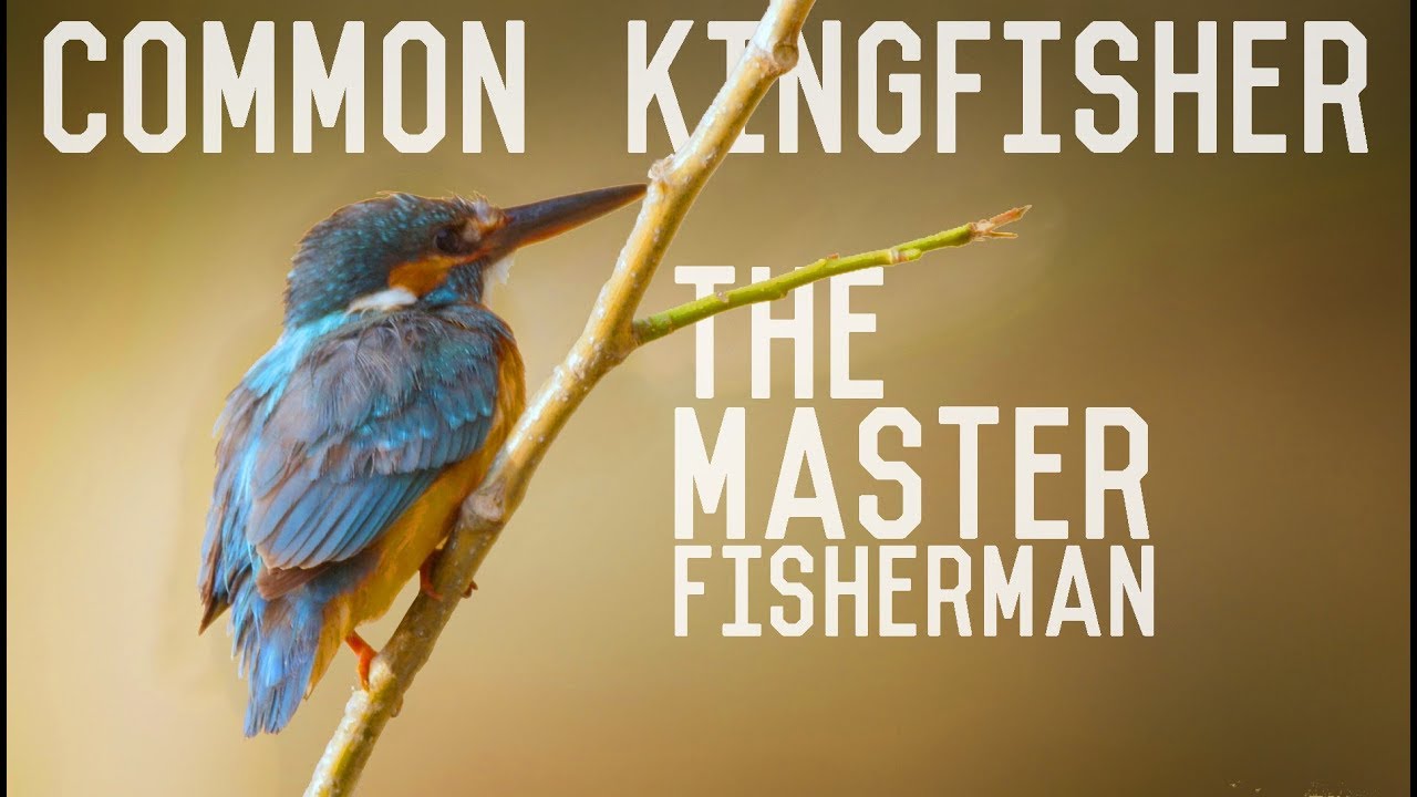 Common Kingfisher - A master fisherman