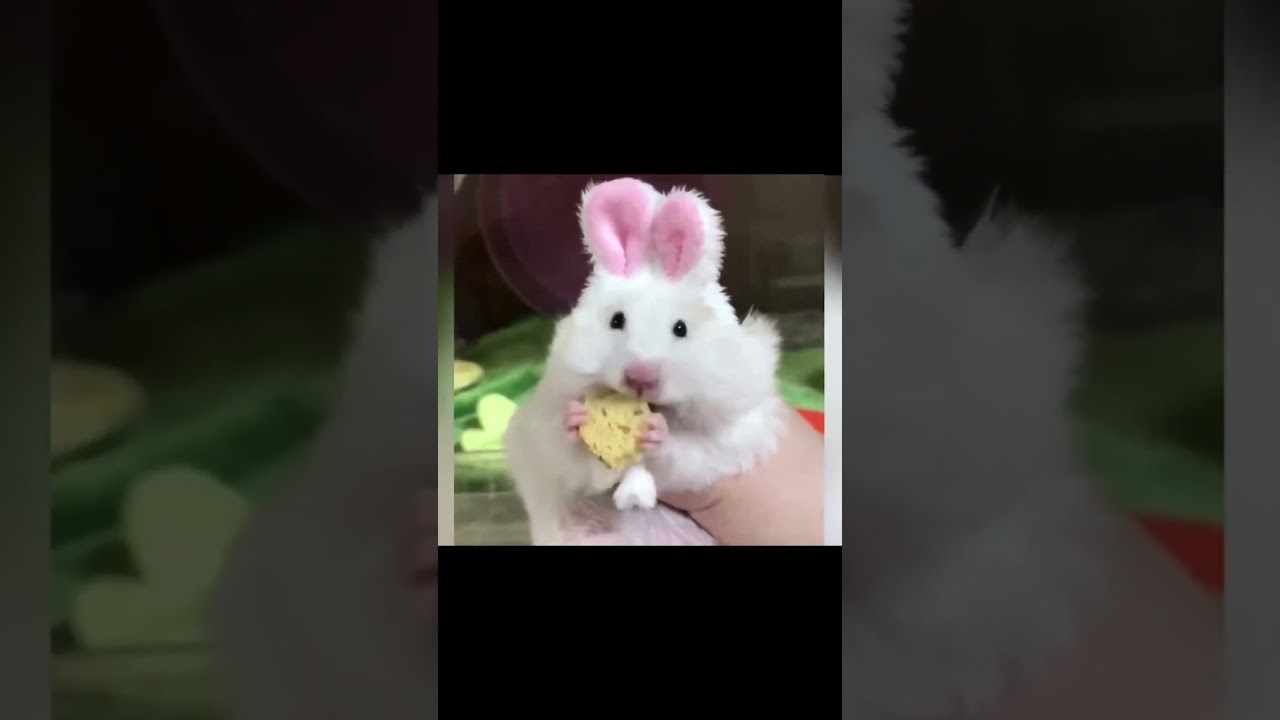 Hamster core ❤❤ #funnyshorts #funny #funnyanimals #animals #pets #cute #fyp #foryou #funnyvideo #usa