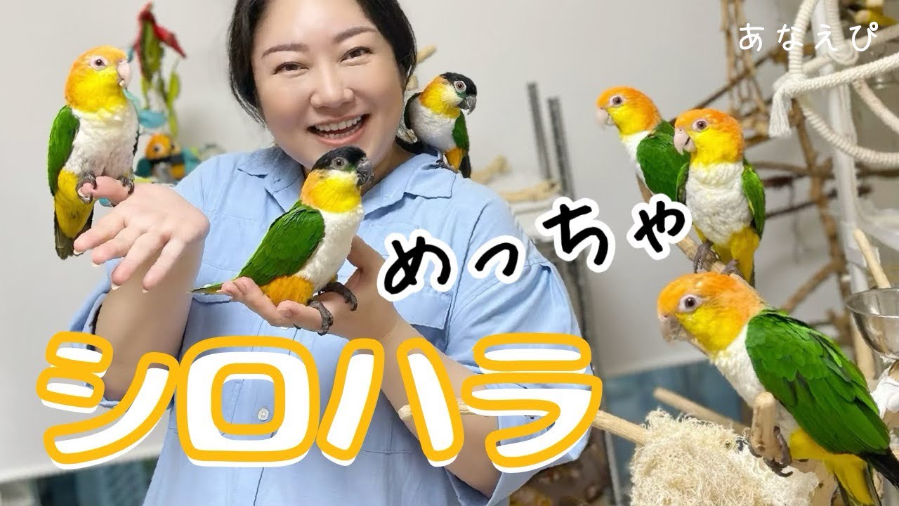 【5羽+1羽】シロハラインコに会いに行ったら大歓迎されました！！Caiques