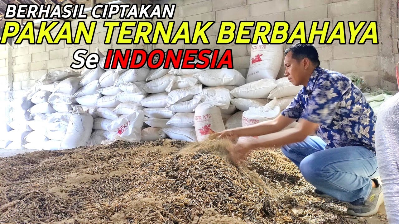 BERHASIL CIPTAKAN RACIKAN PAKAN BERBAHAYA SE-INDONESIA DOMBA KURUS DI BIKIN GEMUK MAKSIMAL