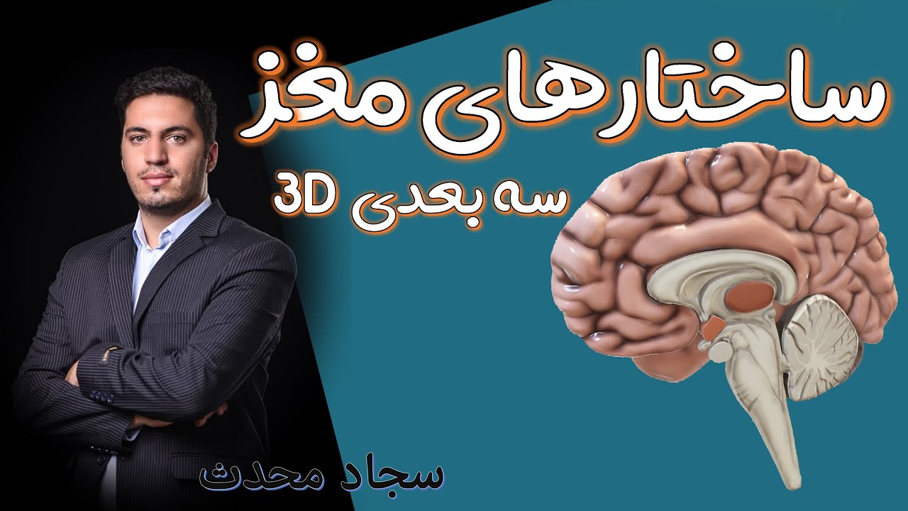تدریس سه بعدی ساختار ها مغز/ مخ، مخچه، ساقه مغز/ بصل النخاع، پل معزی، مغز میانی / @biologymedia