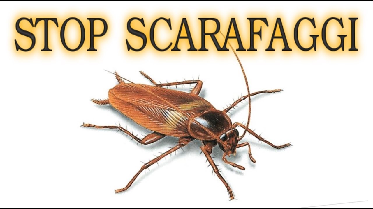 SCARAFAGGI ELIMINALI PER SEMPRE a costo zero in modo naturale, senza pesticidi #iorestoacasa#ConMe