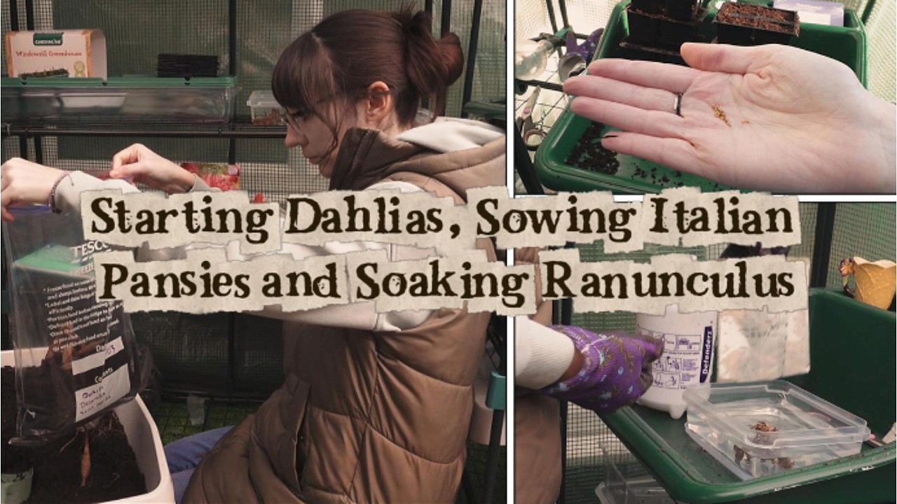 Starting Dahlias, Sowing Italian Pansies & Soaking Ranunculus 🌱 My Beginner Gardener Journey