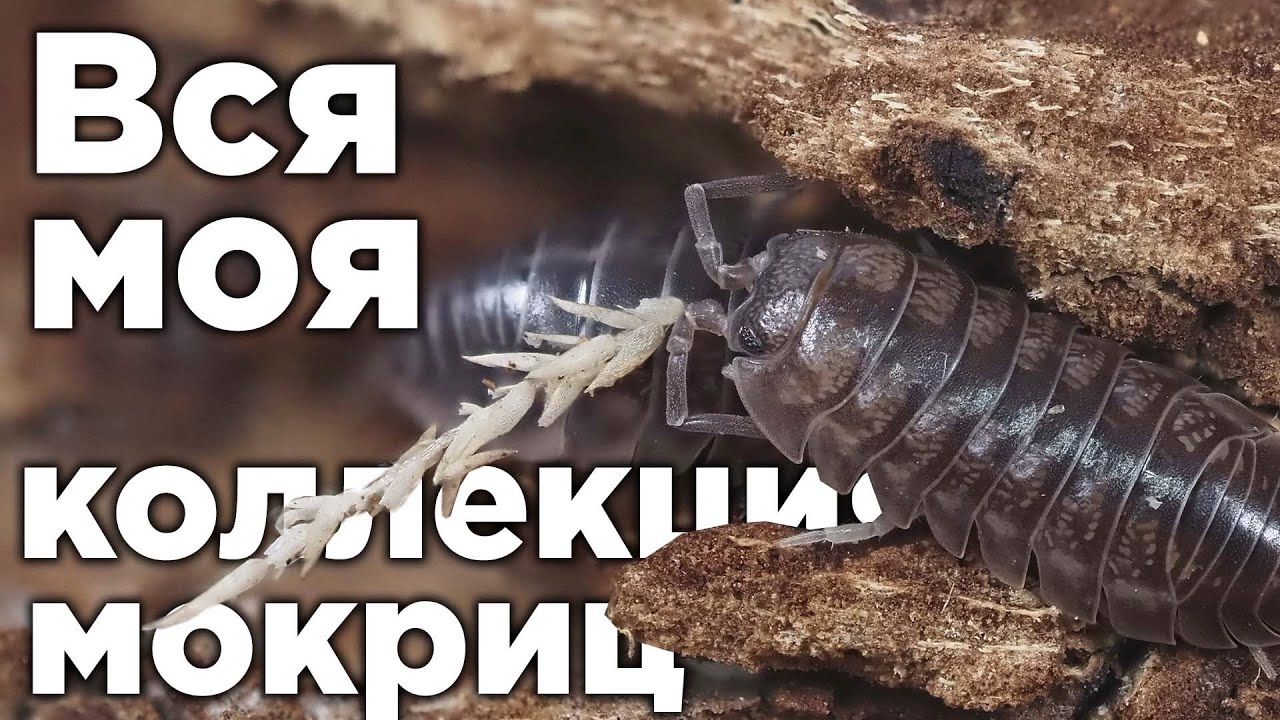 РАСПАКОВКА И ОБЗОР ВСЕЙ МОЕЙ КОЛЛЕКЦИИ МОКРИЦ