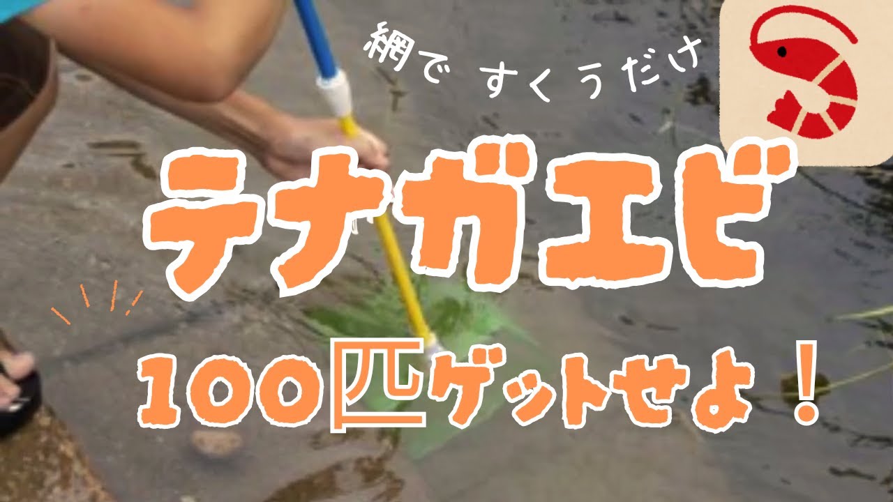 【テナガエビ100匹ゲットせよ！】～超簡単手長エビ仕掛け～