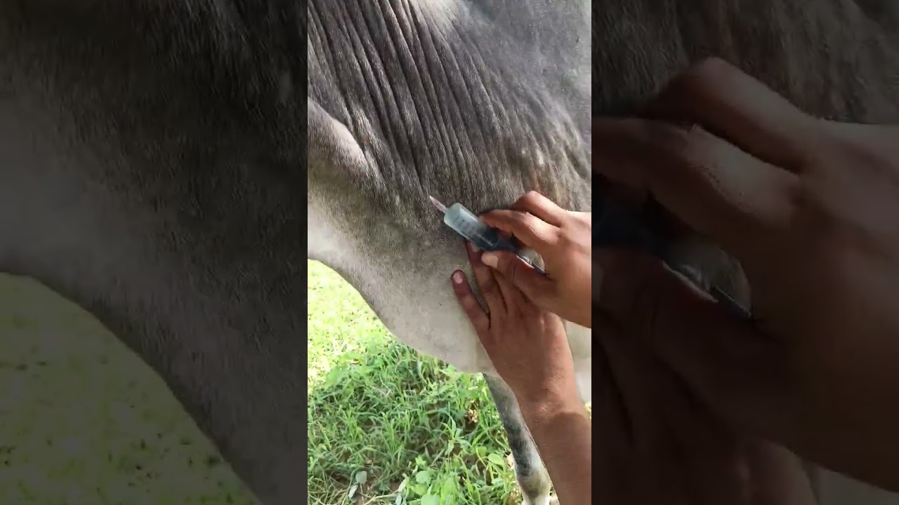 how to give iv injection to cow
