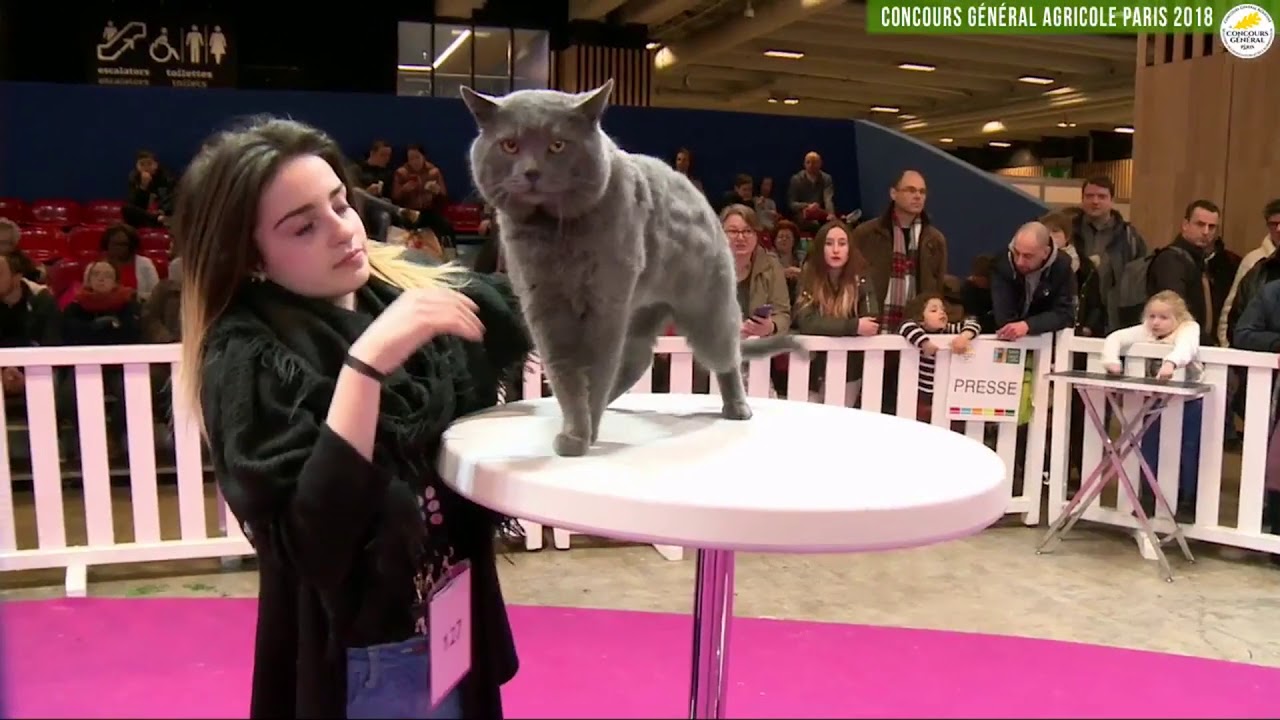 Concours Général Agricole félin 2018 Chartreux