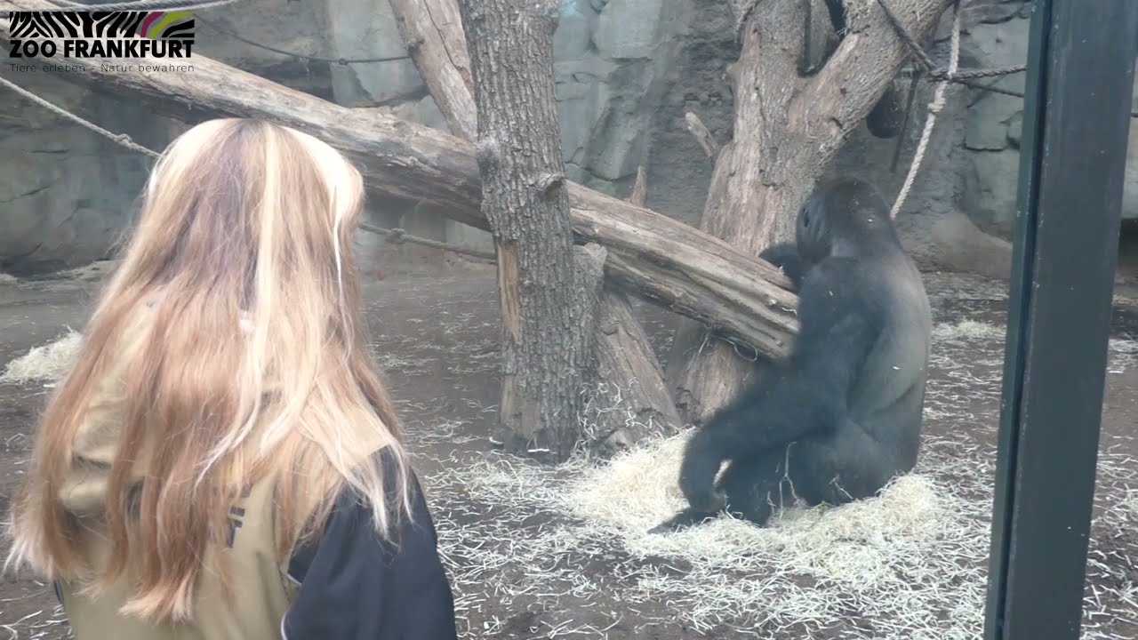 Gorilla QUEMBO verlässt Frankfurt - wie und warum?