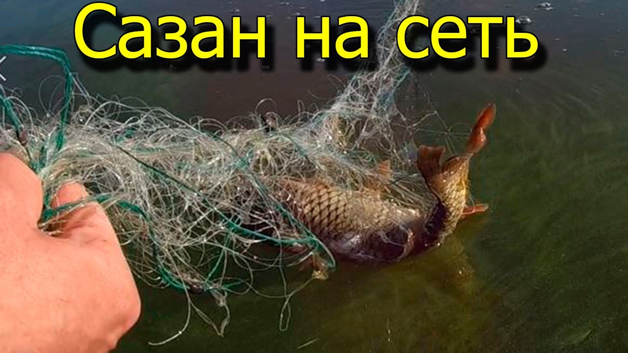 ПРОВЕРКА СЕТЕЙ ! САЗАН УДИВИЛ !!!