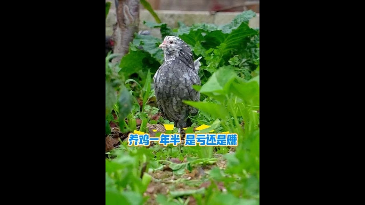 养鸡一年半 是亏还是赚 #观赏鸡 #宠物鸡 #养鸡日常 #抖音养鸡人 #养鸡