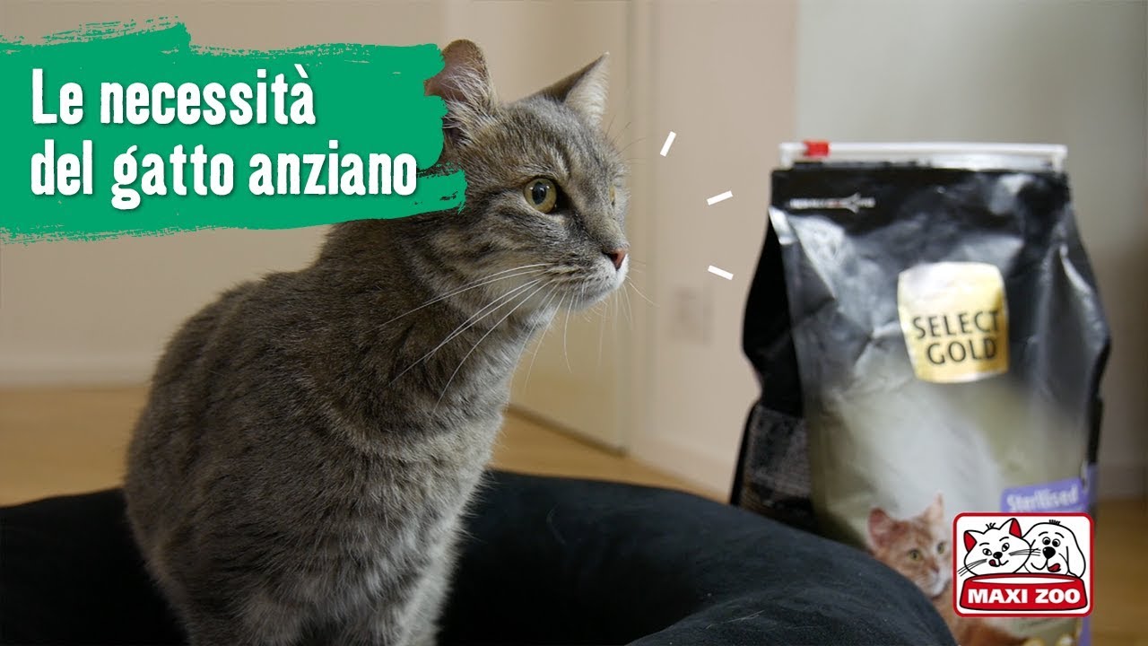TUTORIAL: Le necessità del gatto anziano | Maxi Zoo