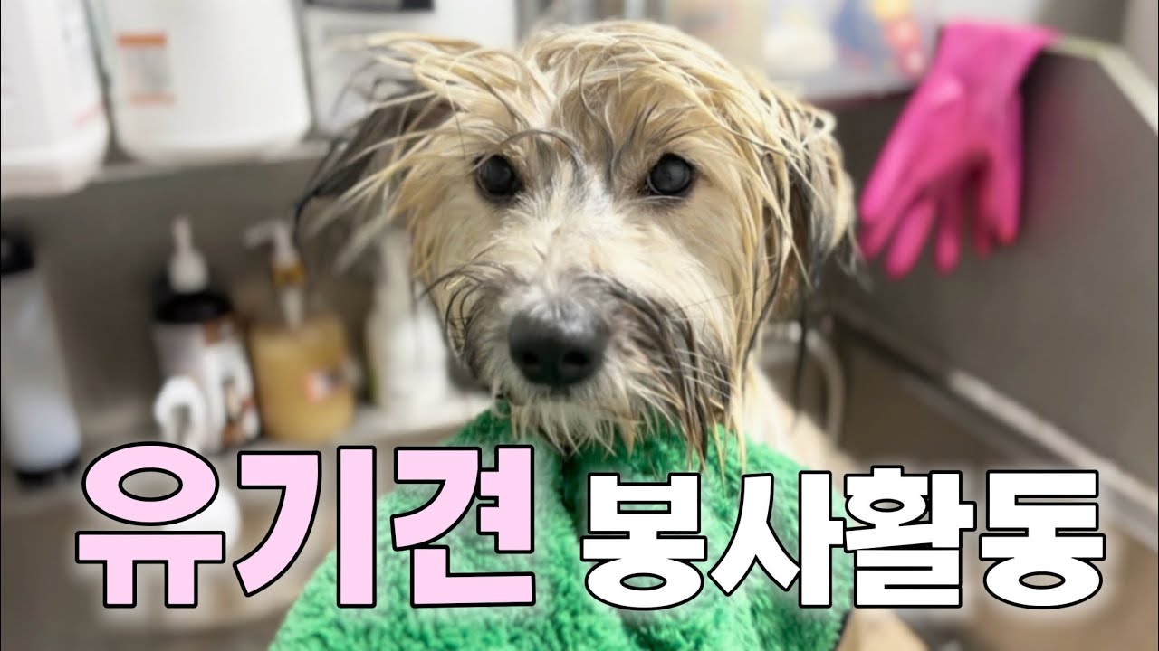 유기견 봉사활동 다녀온 날 🐶