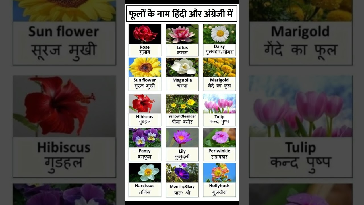 Know the names of flowers in Hindi and English | 10 Flower Names in Hindi What are flowers called in English