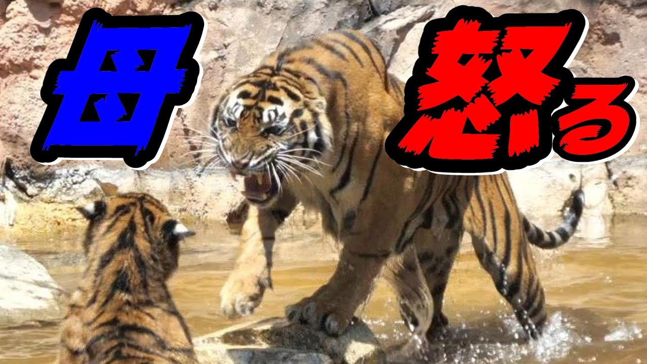 ミンピママ怒る🐯Mother tiger gets angry