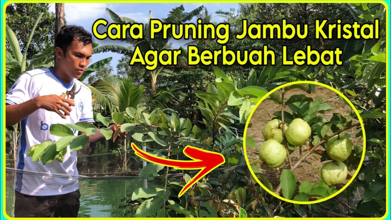 Cara Pemangkasan Jambu Kristal Agar Berbuah Lebat | Pruning Jambu Kristal