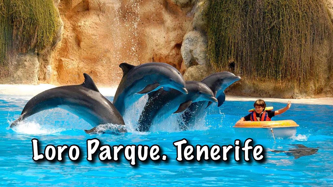 Dolphin Show. Loro Park. Tenerife