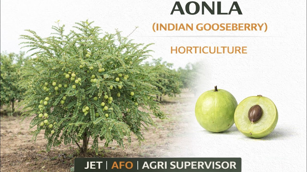 Aonla (Indian Gooseberry) | Horticulture | JET | Agriculture Supervisor | AFO | Competitive Exams