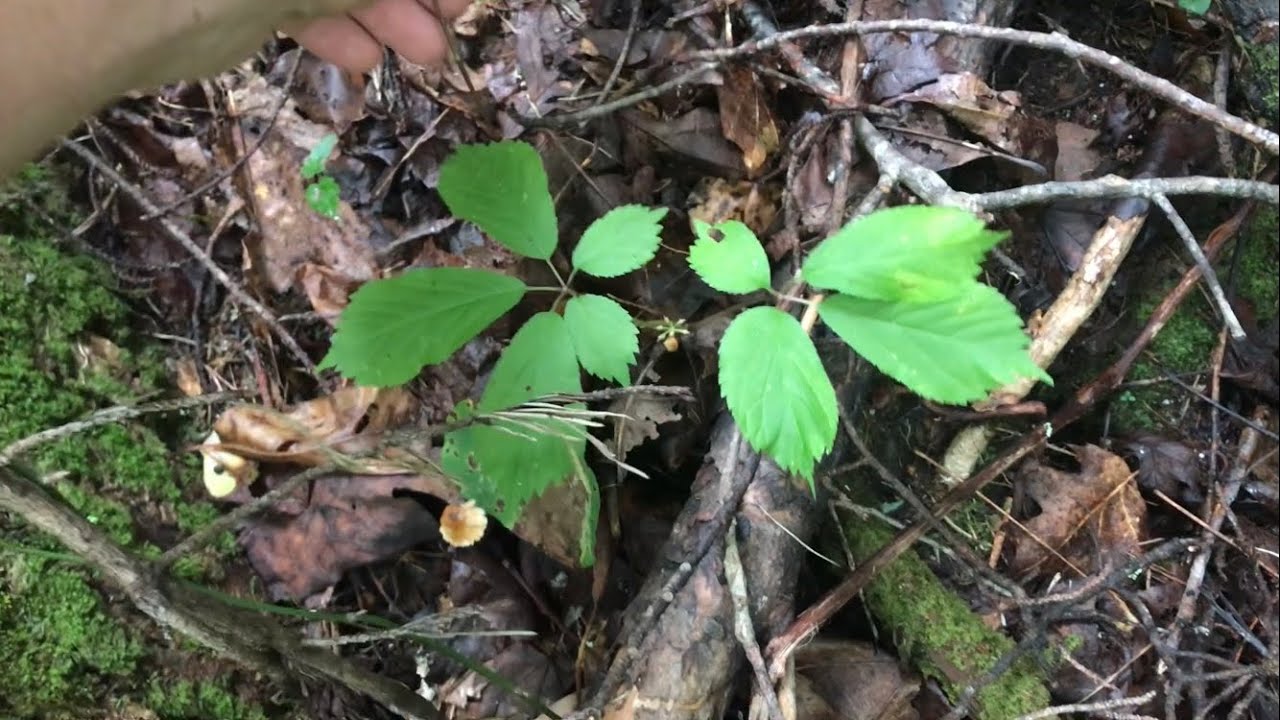 Ginseng Hunting Tn