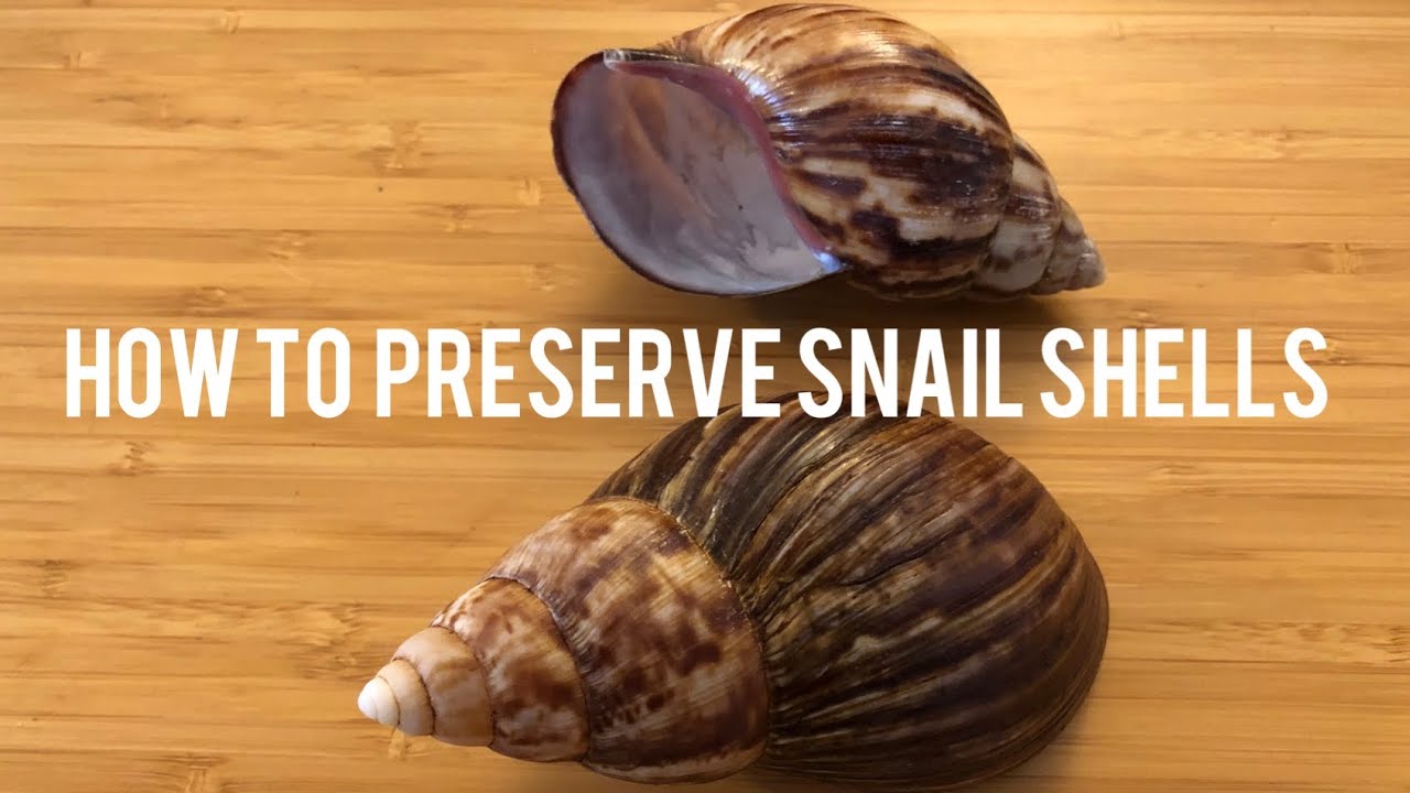 How to preserve giant African snail shells