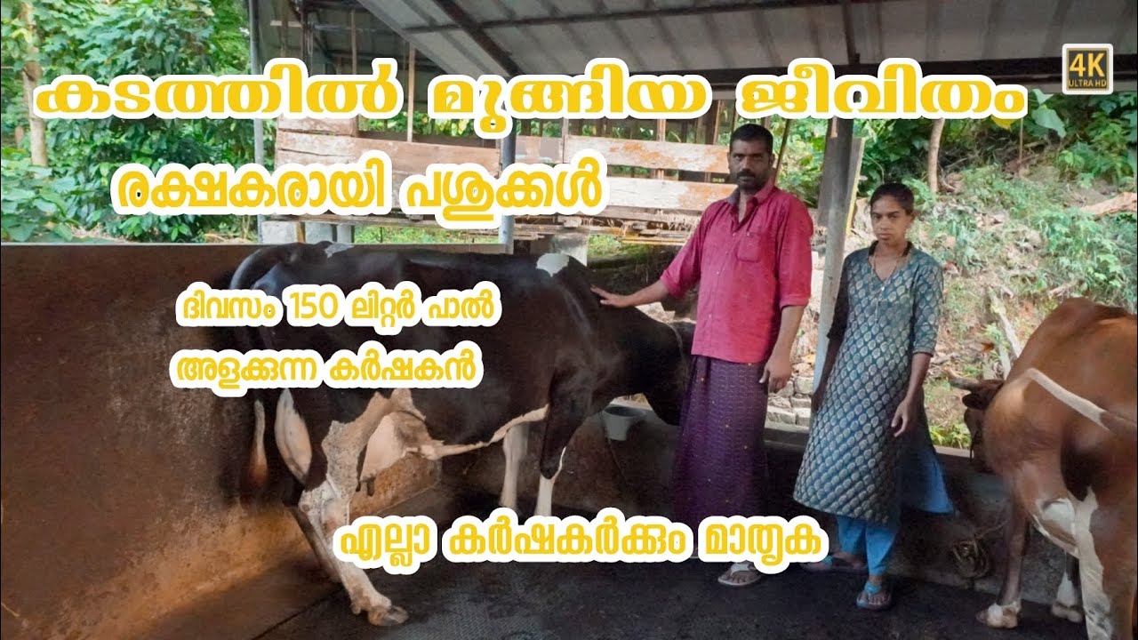 കടം കേറിയ കൊണ്ട് 3പശുവിനെ വളർത്താൻ തുടങ്ങി ഇന്ന്3വർഷങ്ങൾക്ശേഷംകൂട്ടിൽ 13പശുക്കൾവരുമാനം10ദിവസം1ലക്ഷം