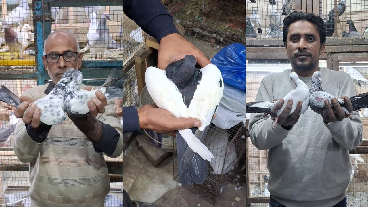 Jama Masjid Kabutar Market Delhi🕊23-11-2025 🕊Birds Kabutar Market Old Delhi