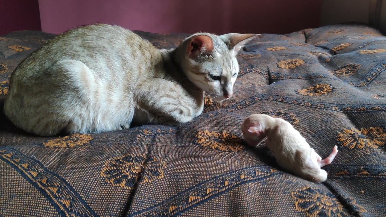 Kitten Taboo silently observing premature baby kitten // Cats and kittens happy home