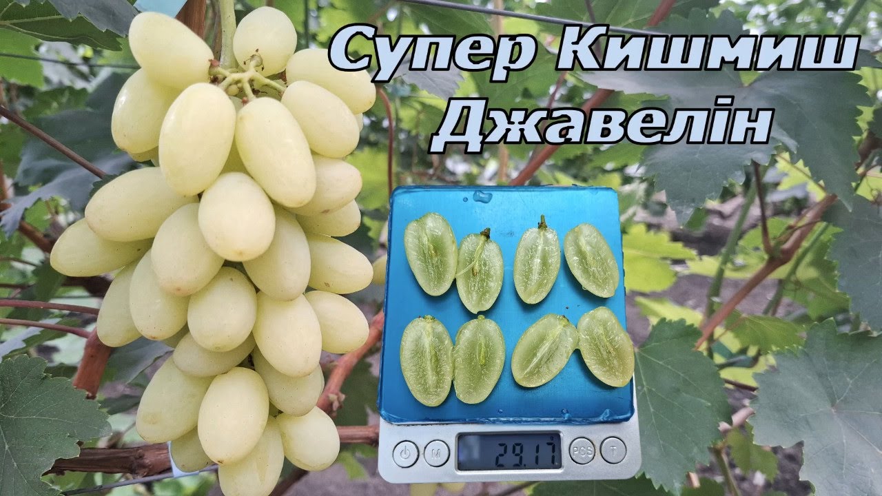 Супер кишмиш Джавелін 2025