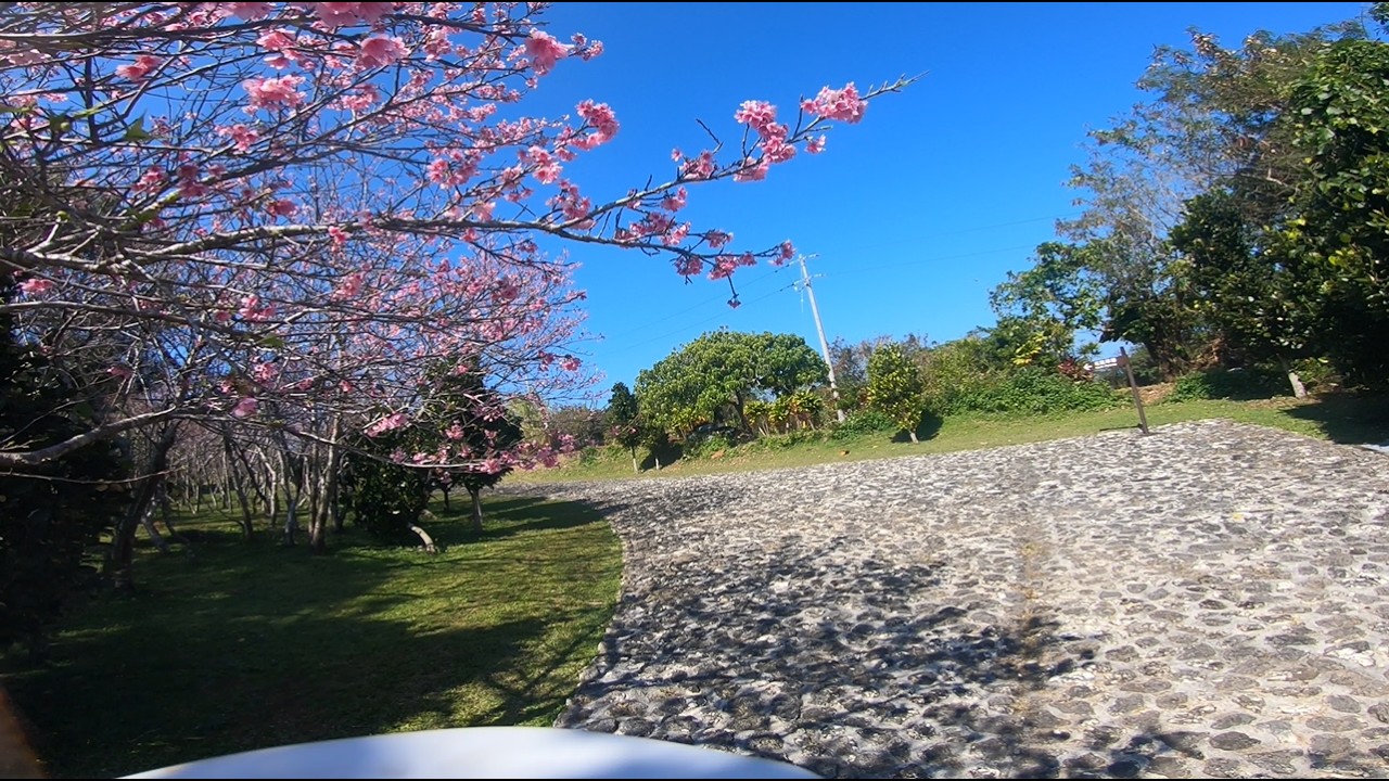 Zakimi Sakura Cruise (Easy Mode)