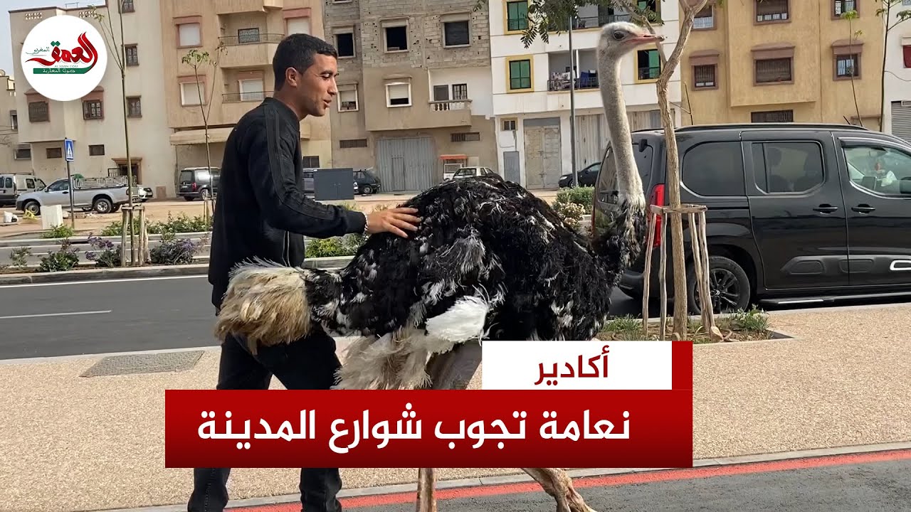 نعامة تجوب شوارع مدينة أكادير