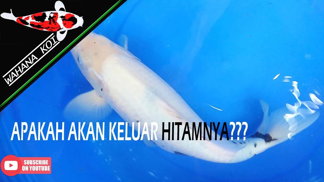 WAHANA KOI BLITAR | KEEPING SHIRO UTSURI | KONISHI KOI FOOD