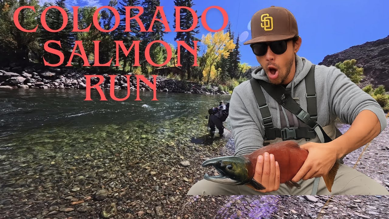 THE SALMON RUN HAS STARTED (2025) COLORADO SALMON RUN