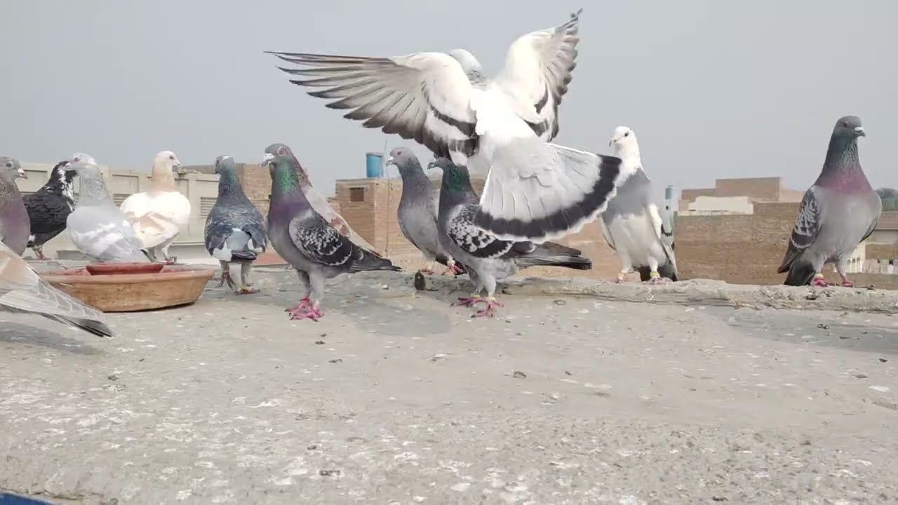 #my pigeons#Qasid Kabootar Beautiful Pigeons | Jahan shah Pigeons Layyah #pigeon