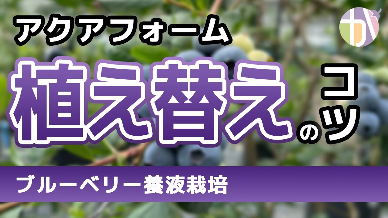 【ブルーベリー栽培】知らないと失敗する！アクアフォームへの植え替え方法