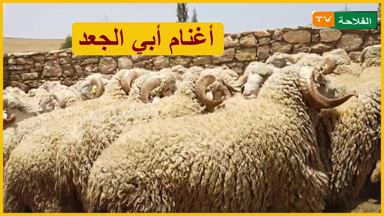 سلالة أغنام أبي الجعد أو السلالة الصفراء مميزاتها وخائصها الانتاجية
