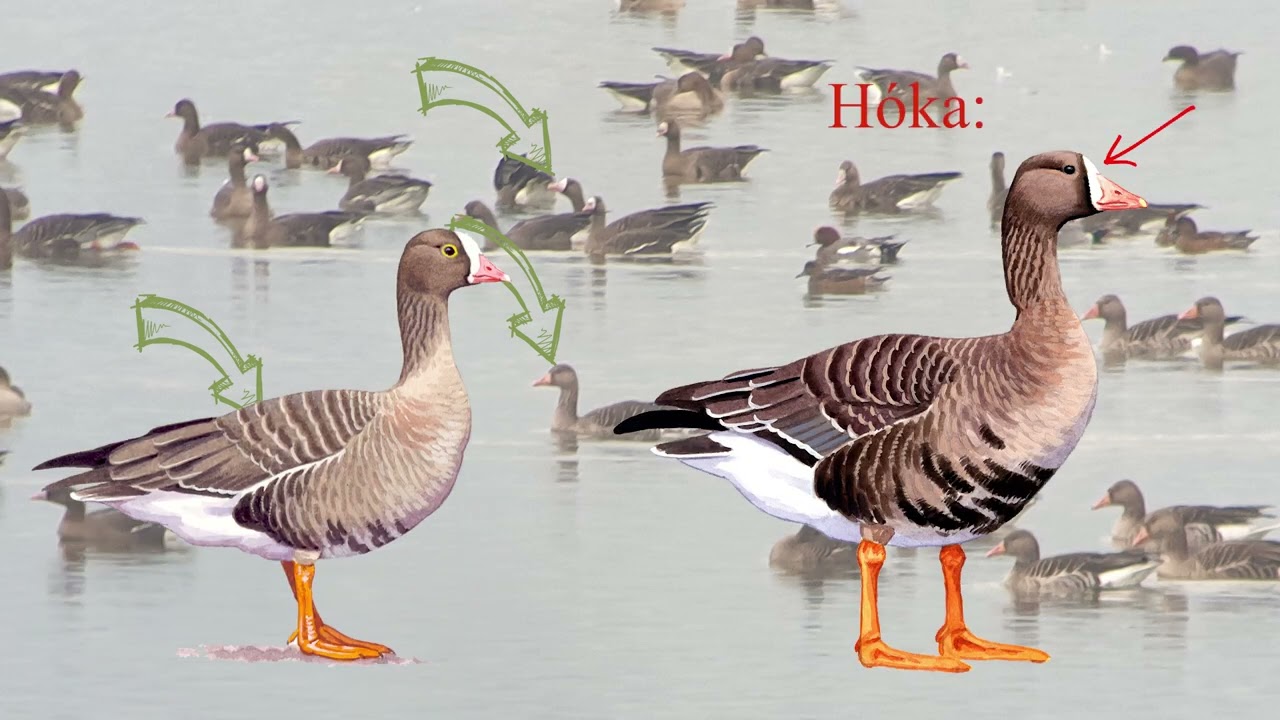 Szürkeludak határozása