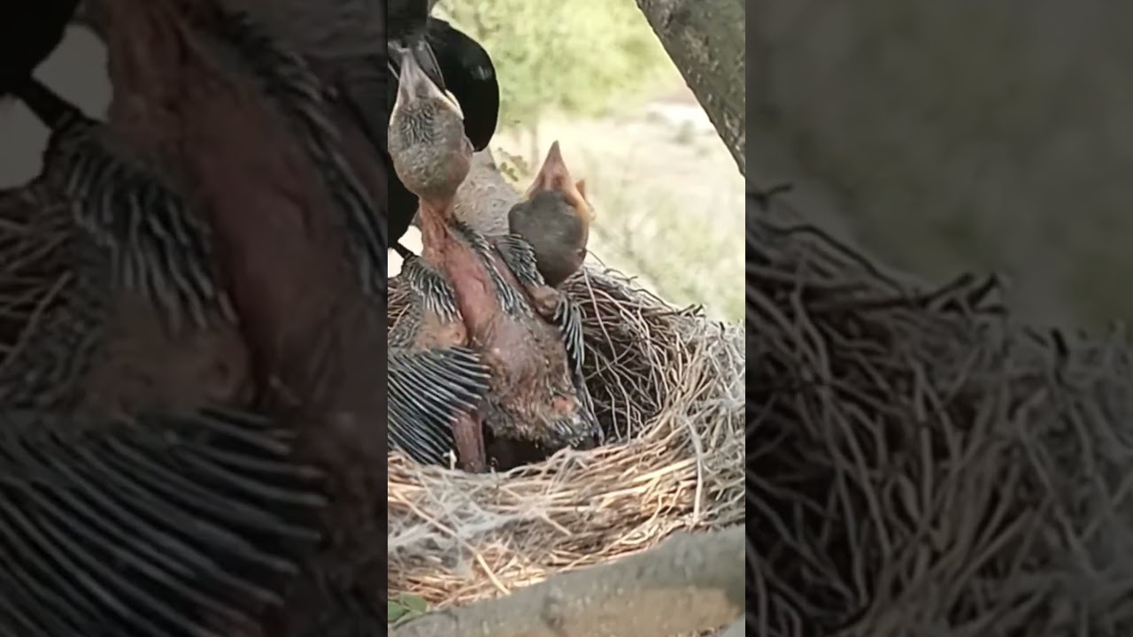 Review baby bird in nest with nature p101- mother birds brings food to feed her babies 