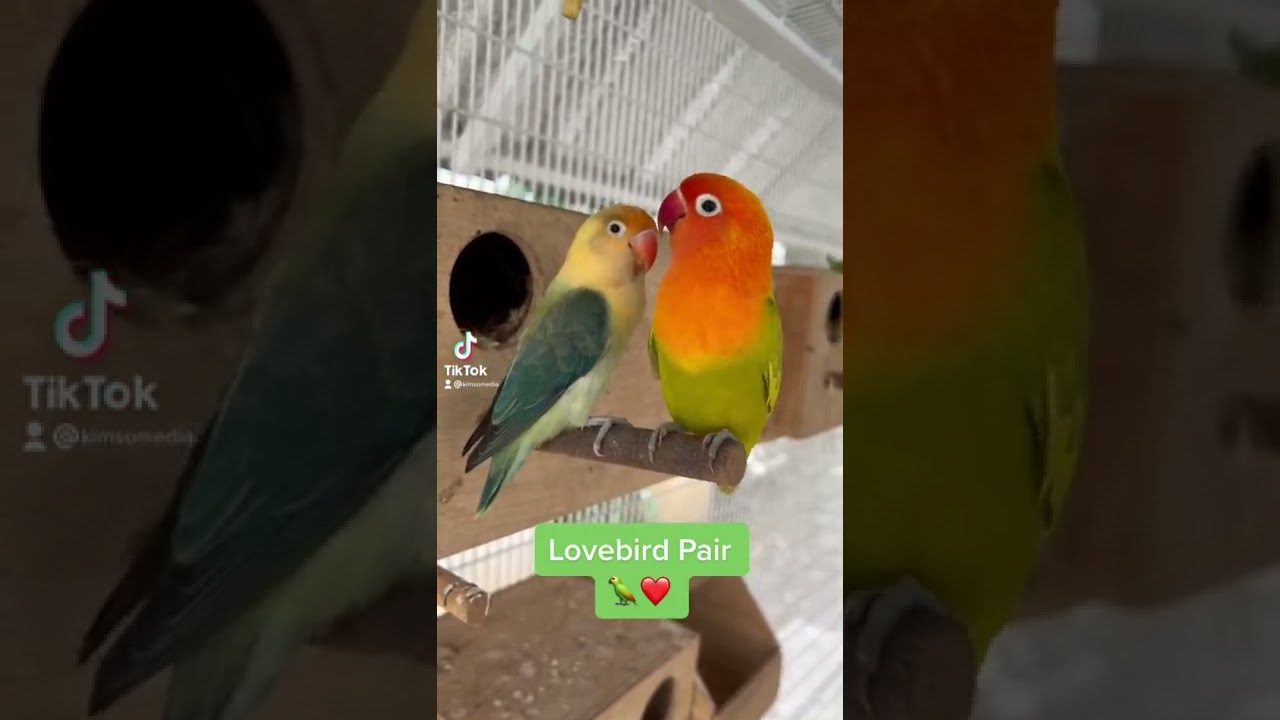 African Lovebirds (Agapornis): Love bird pair guarding a nest box with a 25 day old chick inside! 🦜💕