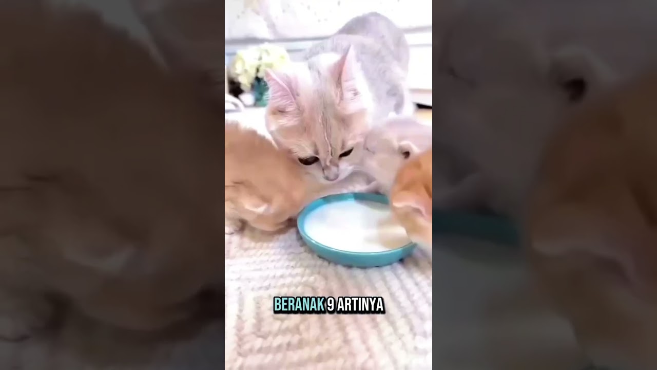 ARTI KUCING MELAHIRKAN DI PRIMBON JAWA 🥰🐱😽😻 