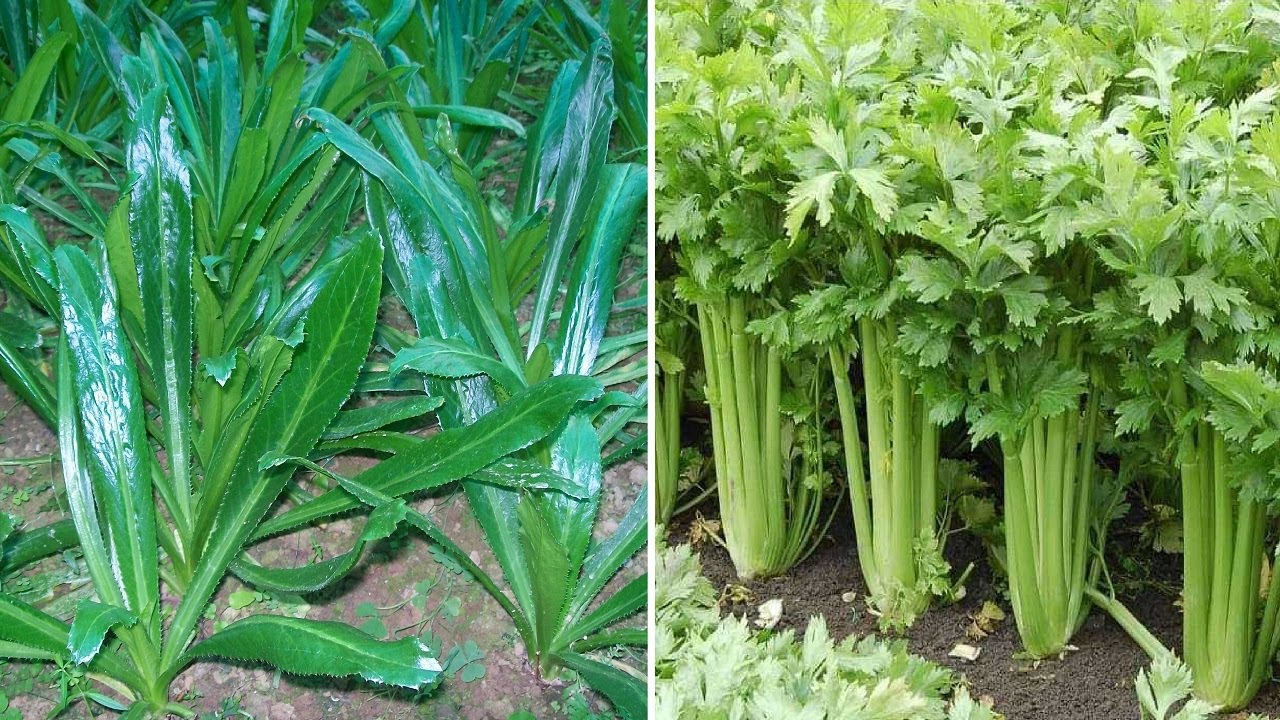 Coriander VS Culantro Farming coriander leaves - Planting Growing Harvesting Cilantro & Coriander