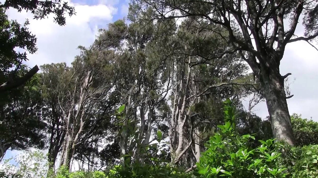 Discover Queen Elizabeth Park
